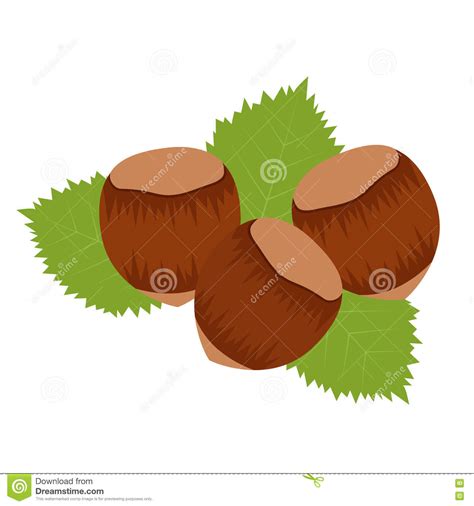 Hazelnuts Stock Vector Illustration Of Leaf Nutrition