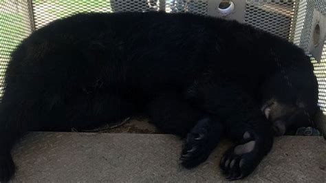 Black Bear Spotted Awaiting Train In Atlanta The Weather Channel