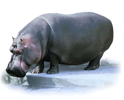 Hippo Transparent Images Free Png Pack Download