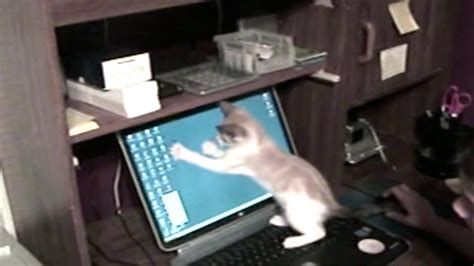 Cute Kitten Cant Catch Computer Mouse Youtube