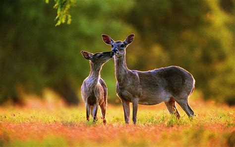 Deer Desktop Wallpapers Wallpaper Cave