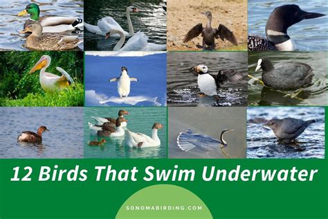 12 Birds That Swim Underwater With Videos Sonoma Birding