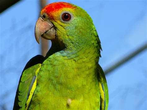 File Red Browed Amazon Parrot
