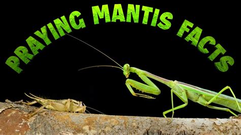 Praying Mantis Facts Youtube
