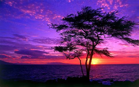 Tree Silhouette In The Purple Sunset Silhouette Tree Nature