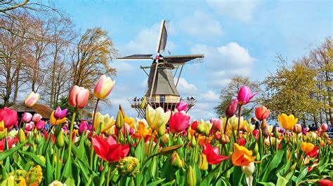Modern Day Tulip Mania On The Netherlands Tulip Trail