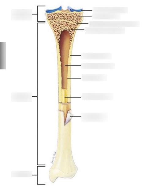 Bone Structure Diagram Quizlet