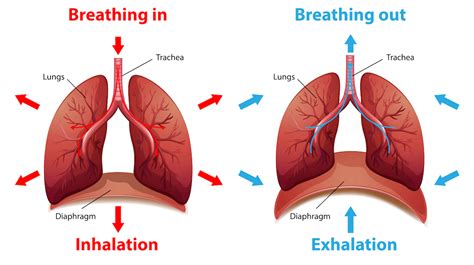 Ventilation Vs Oxygenation Vs Respiration Explained