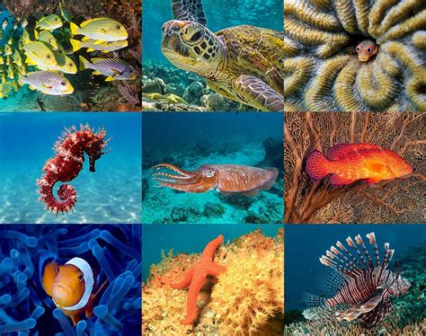 Coral Reefs The World Beneath The Waves Answers In Genesis