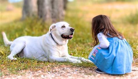 10 Best Guard Dogs For Kids And Young Families
