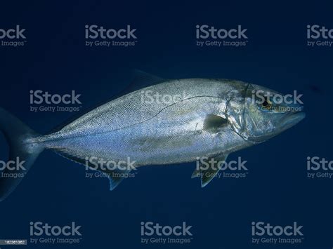 Lesser Amberjack Fish Close Up Stock Photo Download Image Now
