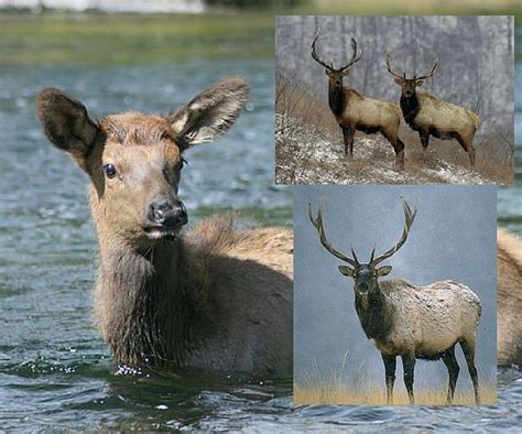 This impressive animal inhabits forest areas, feeding exclusively on plants. Elk Facts - Animal Facts Encyclopedia