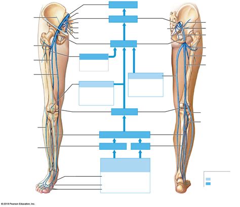 Venous Drainage From The Lower Limb Diagram Quizlet