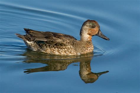 Green Winged Teal Birds Of San Mateo County · Inaturalist