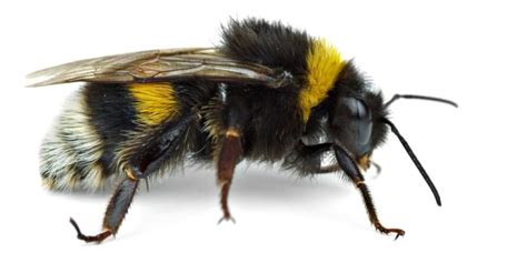 Do Bumble Bees Sting Yes But Heres What You Should Know Next