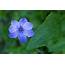 Single Blue Flower  Bio Lonreco Inc