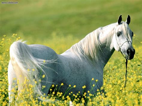 44 Arabian Horse Wallpaper For Computer