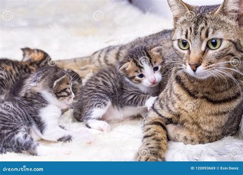 Mother Cat And Cute Baby Kitten Cat Stock Image Image Of Little Cats