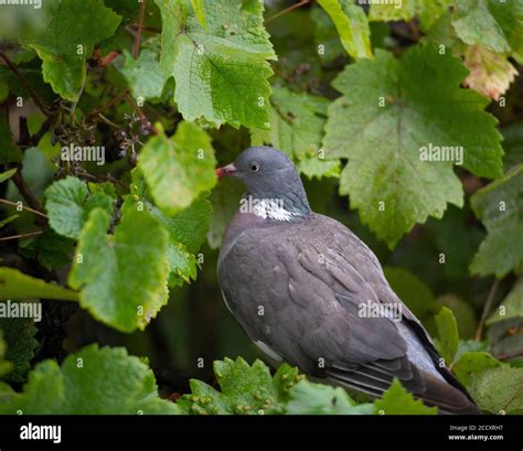 Wimbledon London Uk 25 August 2020 A Wood Pigeon Columba Palumbus