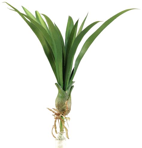 Dandw Silks 15 Green Lily Grass With Bulb Set Of 3