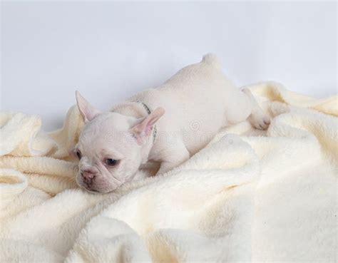 4 Weeks Puppy French Bulldog Stock Image Image Of 1800s Puppies