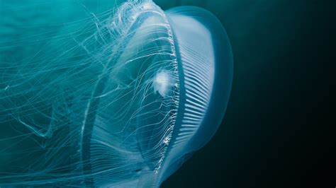 Moon Jellyfish Glow Queen Charlotte Strait British