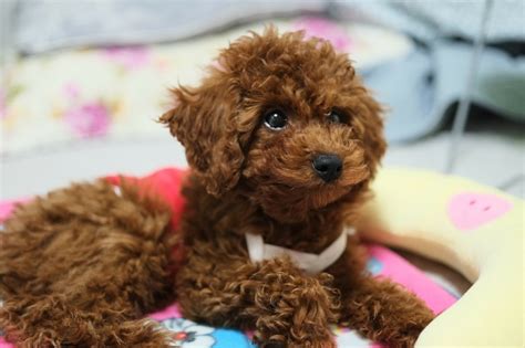 But you'll need to brush these teddy. 8 Healthiest Small Dog Breeds that Don't Shed - Wag The Dog UK