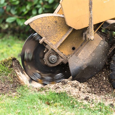 Heres Why Stump Grinding Is The Best Option For Stump Removal Ppm