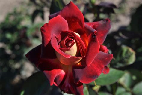 Beautiful Osiria Rose Vitalcute