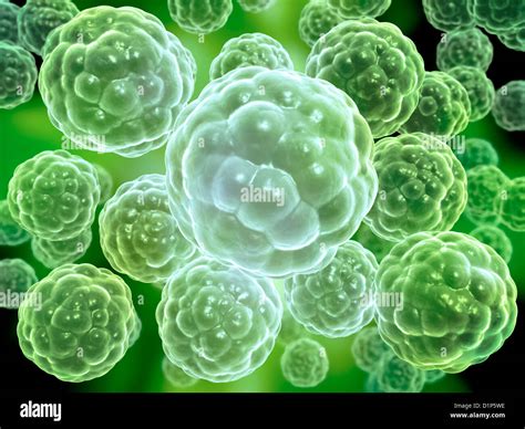 Multicellular Organism Stock Photos And Multicellular Organism Stock