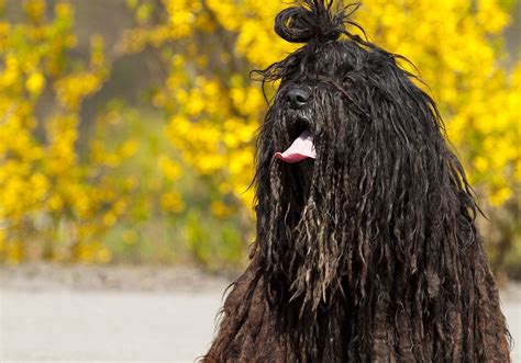 10 Strangest Looking Dog Breeds Who Are Still Adorable