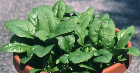 In the Garden: Spinach an easy winter crop