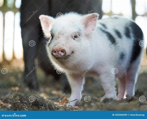 Cute Little Pigs In The Farm Portrait Of A Pig Stock Image Image Of