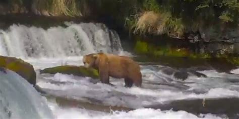 Alaska Bear Cam Lets You Watch Brown Bears Catch Salmon Live At Katmai
