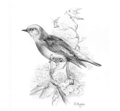 After that, draw the eyes. These Bird Sketches Will Make your Heart Soar! - Animal Salvation