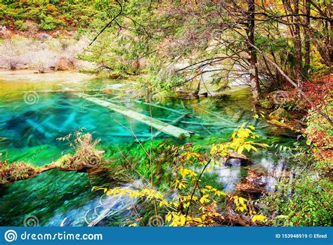 Clear Water Of Lake With Submerged Tree Trunks Among Fall Woods Stock