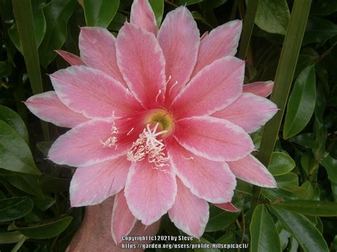 Hybrid Epiphyllum Epiphyllum Sakurahime In The Epiphyllum Database