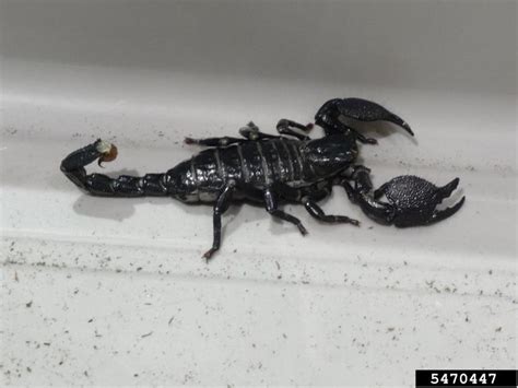 Plus a brilliant job of installing the bird proof gutter guard. Scorpion Pest Control - Killer Spray - How To Get Rid Of ...