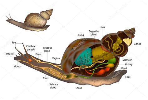 Caracoles y babosas Anatomía Caracol Estructura corporal Diagrama