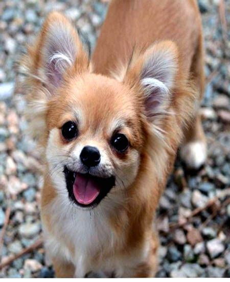 Larger than a chihuahua but smaller than a german shepherd, this mix can be a small to medium dog. German shepherd Chihuahua Mix: Personality Info & Behavior Profile | Chihuahua, Chihuahua dogs ...