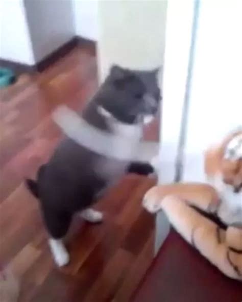 Watch Hilarious Cat Fight As Boxing Moggy Delivers Brutal Beat Down To Toy Tiger Irish Mirror