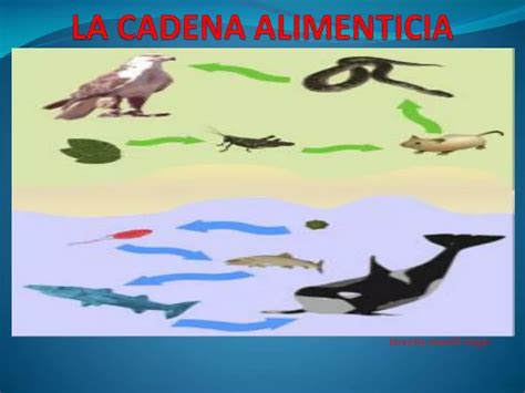 Ppt La Cadena Alimenticia Powerpoint Presentation Free Download Id