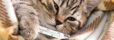 Both developed symptoms several days after there. ️ Can Cats Catch Colds?
