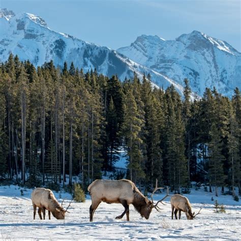 Description Of The Taiga Biome