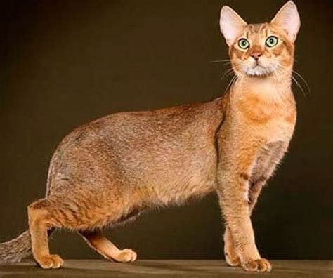 Take A Look At 5 Of The Worlds Biggest Cat Breeds