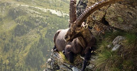 This Ballsy Mountain Goat Isnt As Brave As He Looks Thanks To Camera