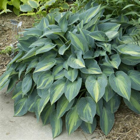 Hosta June Perennial Resource