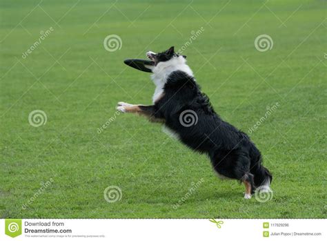 Border Collie Dog Catching Frisbee In Jump Outdoor Selective Focus