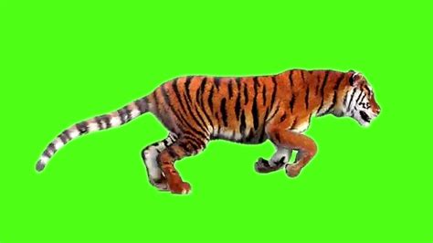 Green screen background tiger || green screen video || tiger green screen || green screen tiger ...