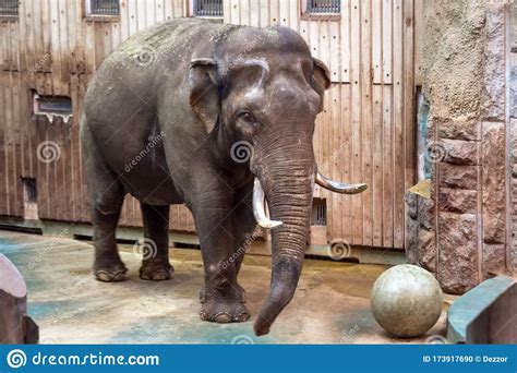 Elephant Ball Stock Photos Download 824 Royalty Free Photos